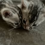 Bengal Evolution Cats - @laylasnowlynx - Instagram