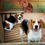Layla & Snow 🐶🐶 - @os_beagles - Instagram