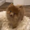 Layla The Pom Pom - @laylasnow_ - TikTok