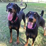 LAYLA & STANLEY THE DOBERMANS - @doberman_layla.stanley - Instagram