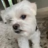 Layla_stanley - @layla.and.stanley_ - TikTok