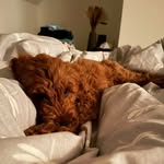 @layla_the_welsh_cockapoo - Instagram