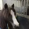 laylawelsh - @layla.welsh - TikTok