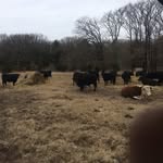 Layne Cooper Cattle Company - @laynecoopercattlecompany - Instagram