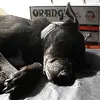 Elliott_Layne - @elliott_layne - TikTok