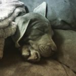 Hank Ford - @layne_fords_dog_hank - Instagram