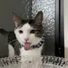 laynehicks31114 - @laynehicks31114 - TikTok