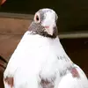 layne Hills - @layne.hills - TikTok
