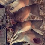 layneking - @layneking345 - Instagram