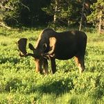 Layne Moore - @highcountrywyoming - Instagram