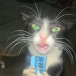 Layne morris - @thecatlaroi1 - Instagram