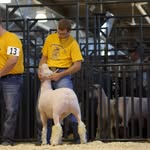Lane Olson - @laneolsonlivestock - Instagram