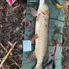 Ll fishing 🎣🎣🐟🐟 - @layton.bell8 - TikTok