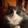 Cooper!! - @cooper.clayton13 - TikTok