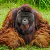 orangutan go - @laytondunn630 - TikTok