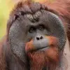 your ape mate - @laytondunn5 - TikTok
