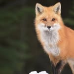 @layton_fox12 - Instagram