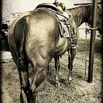 Layten Graham - @workingcowhorse_live - Instagram
