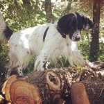 Layton le Gentleman setter - @layton_the_gentleman - Instagram