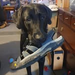 @clayton_shepherdretrieverpooch - Instagram