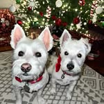 Harper & Honey - @laytonwesties - Instagram