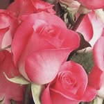 Lazara Suarez - @lazara.suarez.756 - Instagram