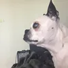 Lazarus Joseph - @lazij1212 - TikTok