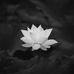 Le Bui - Facebook