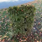 Le buisson de hoche - @le_buisson_de_hoche - Instagram