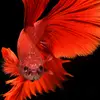 le_thang - @_funny_fishing_ - TikTok