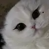 Ms.Yurii - @leachang97 - TikTok