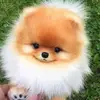leacope - @leacope0 - TikTok