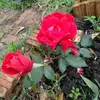 Lea Cornejo792 - @leacornejo792 - TikTok