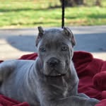 Cane Corso Princess Lea - @barbarian_corso_lea - Instagram