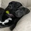 GIGI&ARO&LEA - @arolea.cane.corso - TikTok