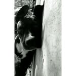 @lea_cane_corso - Instagram