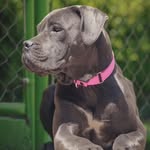 Lea Cane Corso 🩷 - @leacanecorso22 - Instagram