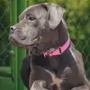 Lea Cane Corso - @leacanecorso - TikTok