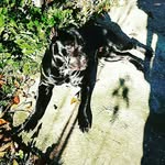 lea._cane.corso - @adreana_saldae - Instagram