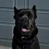 Leah 🫶🏼 - @canecorso..leahh - TikTok