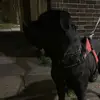 leahthecanecorso - @leahthecanecorso - TikTok