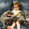 Lennon Cane Corso for adoption - @leanoncanecorso - TikTok