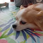 Lea Costa de Gisors - @lea_costa_l_amie_des_animaux - Instagram