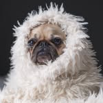 LEA Couture | Dog Clothes - @lea.pet.couture - Instagram