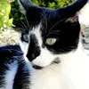 lea.damico08 - @lafolledu752 - TikTok
