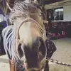 Je rend/💜 - @_.chleadao._ - TikTok