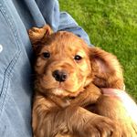 Leafields Boarding Kennels - @leafieldsboardingkennels - Instagram