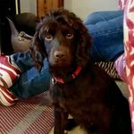 Leafields Dogs - @leafieldsdogs - Instagram