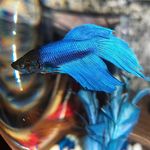 Lea🐟 - @lea.fish - Instagram