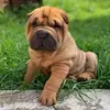 Léa Roze Gaston - @lea.lgrd09 - TikTok